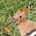 Hoopoe (Upupa epops) Algarve, Alan Prowse